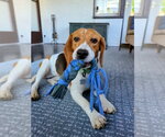 Small Beagle