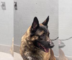 German Shepherd Dog-Unknown Mix Dogs for adoption in Las Vegas, NV, USA