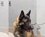 Small German Shepherd Dog Mix