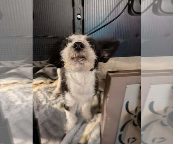 Medium Photo #3 Chihuahua-Unknown Mix Puppy For Sale in Visalia, CA, USA