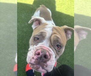 American Bulldog-Unknown Mix Dogs for adoption in Grand Prairie, TX, USA