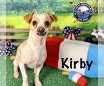 Small #2 Chihuahua Mix