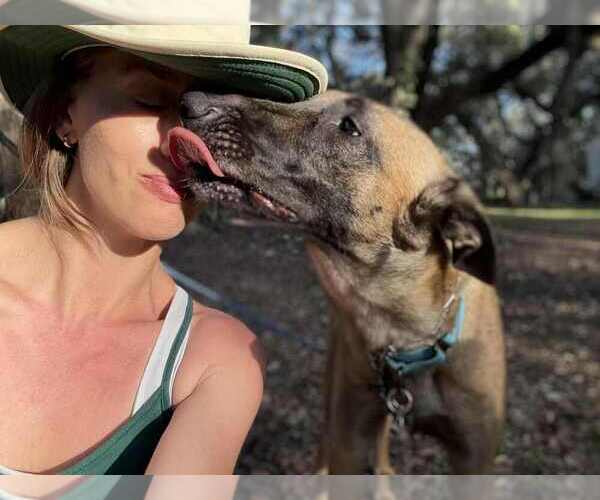 Medium Photo #3 German Shepherd Dog-Unknown Mix Puppy For Sale in Imlay City, MI, USA