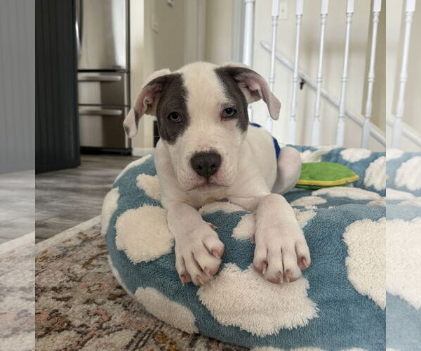 Medium Photo #2 Mutt Puppy For Sale in Fargo, ND, USA