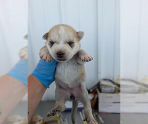 - Mix Dogs for adoption in Bakersfield, CA, USA