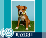 Small #4 Boxer Mix