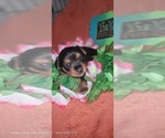 Small Photo #119 Yorkshire Terrier Puppy For Sale in AKRON, OH, USA