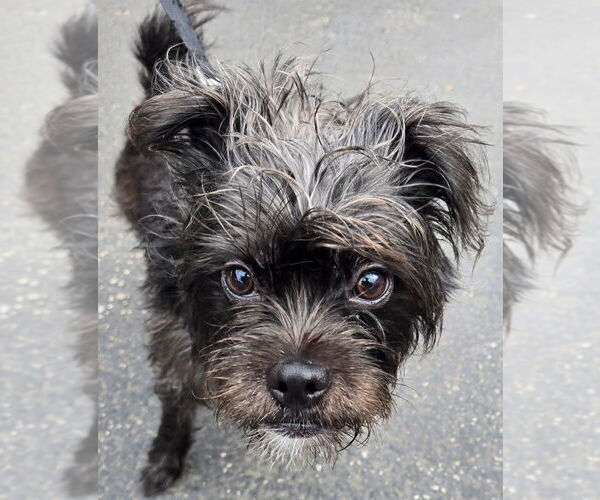 Medium Photo #3 Affenpinscher-Cairn Terrier Mix Puppy For Sale in San Antonio, TX, USA