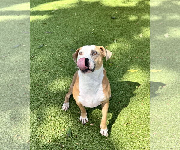 Medium Photo #2 Bulldog-Unknown Mix Puppy For Sale in Hilton Head, SC, USA