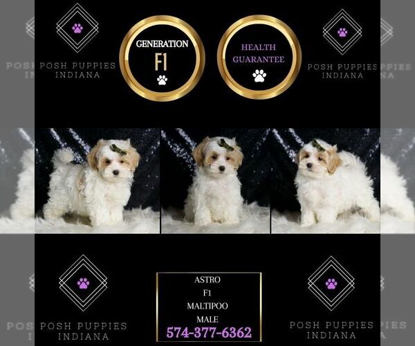Medium Photo #6 Maltipoo (Miniature) Puppy For Sale in WARSAW, IN, USA