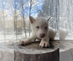 Small #13 Siberian Husky