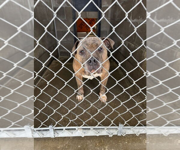 Medium Photo #3 American Pit Bull Terrier Puppy For Sale in Evansville, IN, USA