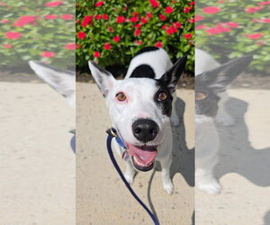 Mutt Dogs for adoption in Rockaway, NJ, USA