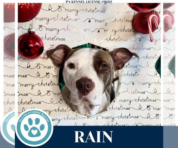 Medium Photo #1 Mutt Puppy For Sale in Kimberton, PA, USA