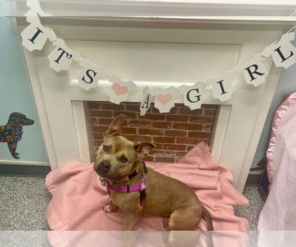 Medium Photo #4 American Staffordshire Terrier Puppy For Sale in Sayreville, NJ, NJ, USA