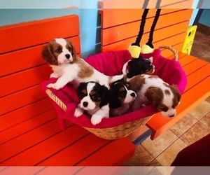 Cavalier King Charles Spaniel Puppy for sale in MINNEAPOLIS, MN, USA