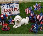 Small #3 Maltese