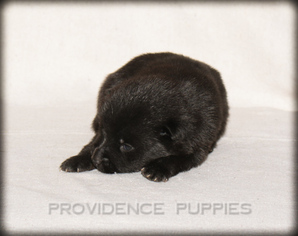 Schipperke Puppy for sale in WAYLAND, IA, USA