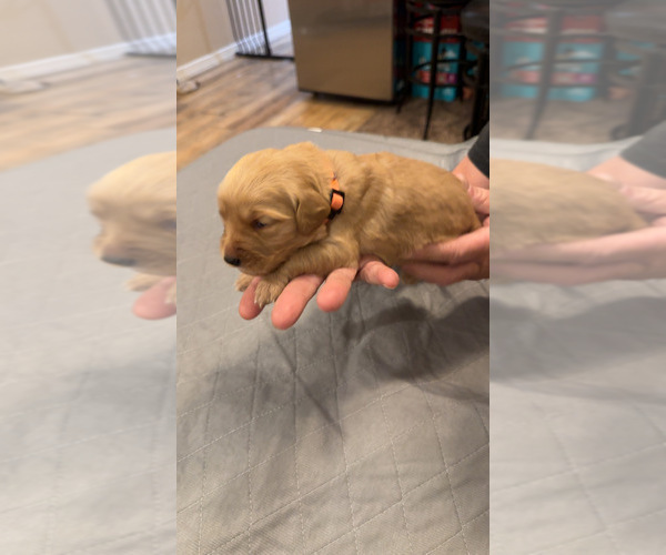 Medium Photo #2 Golden Retriever Puppy For Sale in PEORIA, AZ, USA