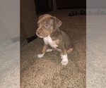 Small #10 American Pit Bull Terrier
