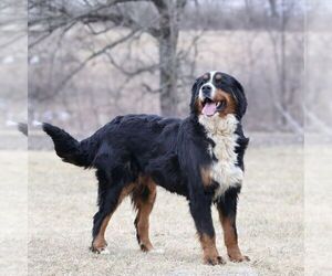Mother of the Bernedoodle (Miniature) puppies born on 11/30/2025