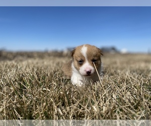 Pembroke Welsh Corgi Puppy for sale in ARTHUR, IL, USA