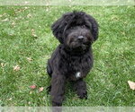 QB - Male Mutt Dog for Adoption - Small photo