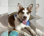 Small #1 Siberian Husky Mix
