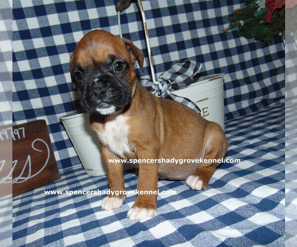 Medium Photo #6 Boxer Puppy For Sale in CABOOL, MO, USA