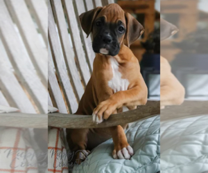 Boxer Puppy for sale in SHIPSHEWANA, IN, USA