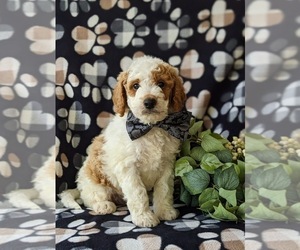 Goldendoodle (Miniature) Puppy for sale in GLEN ROCK, PA, USA