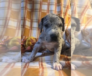 Great Dane Puppy for sale in BEAVERDAM, VA, USA