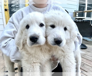 Great Pyrenees Puppy for sale in MADISON, NC, USA