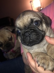 Pug Puppy for sale in FORT EDWARD, NY, USA