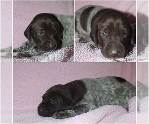 German Shorthaired Pointer Dogs for adoption in MARYSVILLE, WA, USA