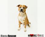 Small #7 American Staffordshire Terrier Mix