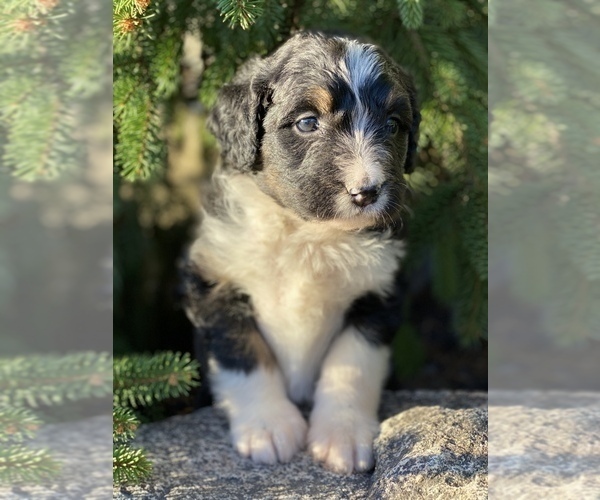 Medium Photo #2 Bernedoodle Puppy For Sale in BOWLING GREEN, OH, USA