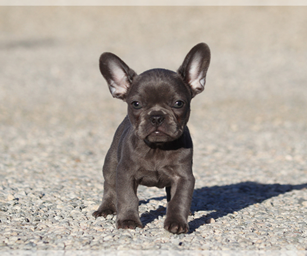 Medium Photo #2 French Bulldog Puppy For Sale in LITTLEROCK, CA, USA