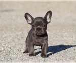 Dina - Female French Bulldog Puppy for Sale - Photo #2