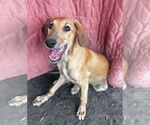 Small #2 Greyhound Mix