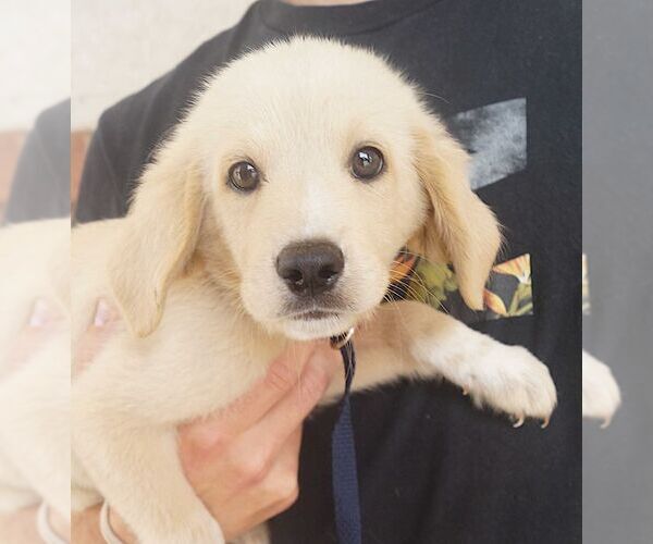Medium Photo #1 Labrador Retriever Puppy For Sale in Carrollton, TX, USA