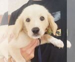 Small Labrador Retriever