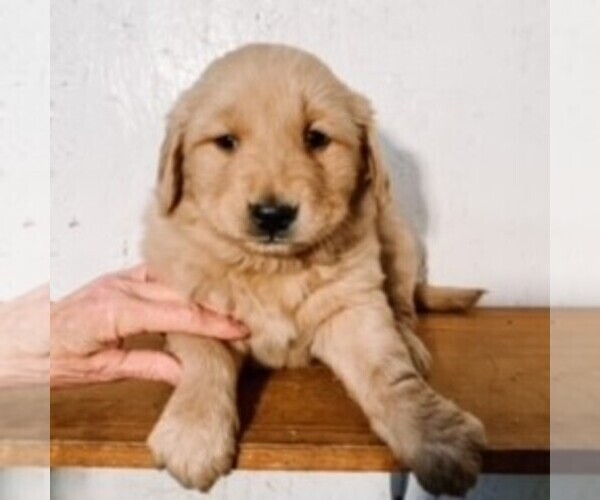 Medium Photo #1 Golden Retriever Puppy For Sale in KINZERS, PA, USA