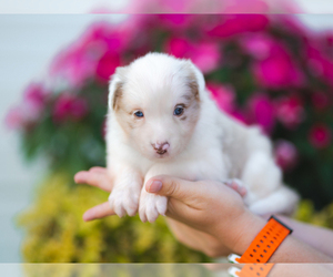 Border Collie Puppy for sale in CONWAY, MO, USA