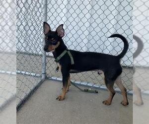Chihuahua Dogs for adoption in Bakersfield, CA, USA