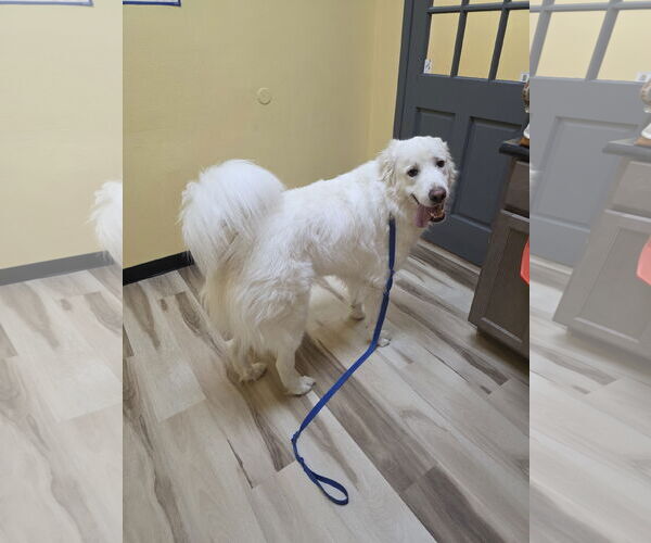 Medium Photo #4 Great Pyrenees Puppy For Sale in Houston, TX, USA