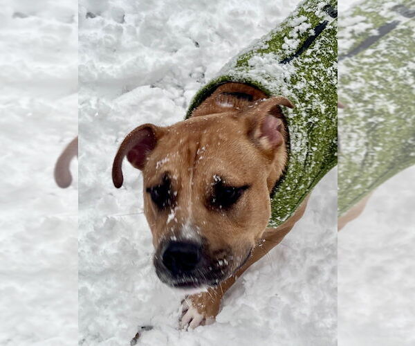 Medium Photo #2 American Staffordshire Terrier-Labrador Retriever Mix Puppy For Sale in Brewster, NY, USA