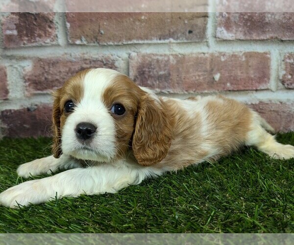 Medium Photo #16 Cavalier King Charles Spaniel Puppy For Sale in MOBERLY, MO, USA