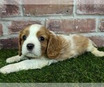 Small #15 Cavalier King Charles Spaniel
