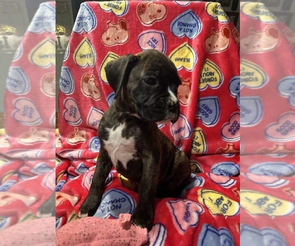 Medium Photo #13 Boxer Puppy For Sale in RALEIGH, NC, USA